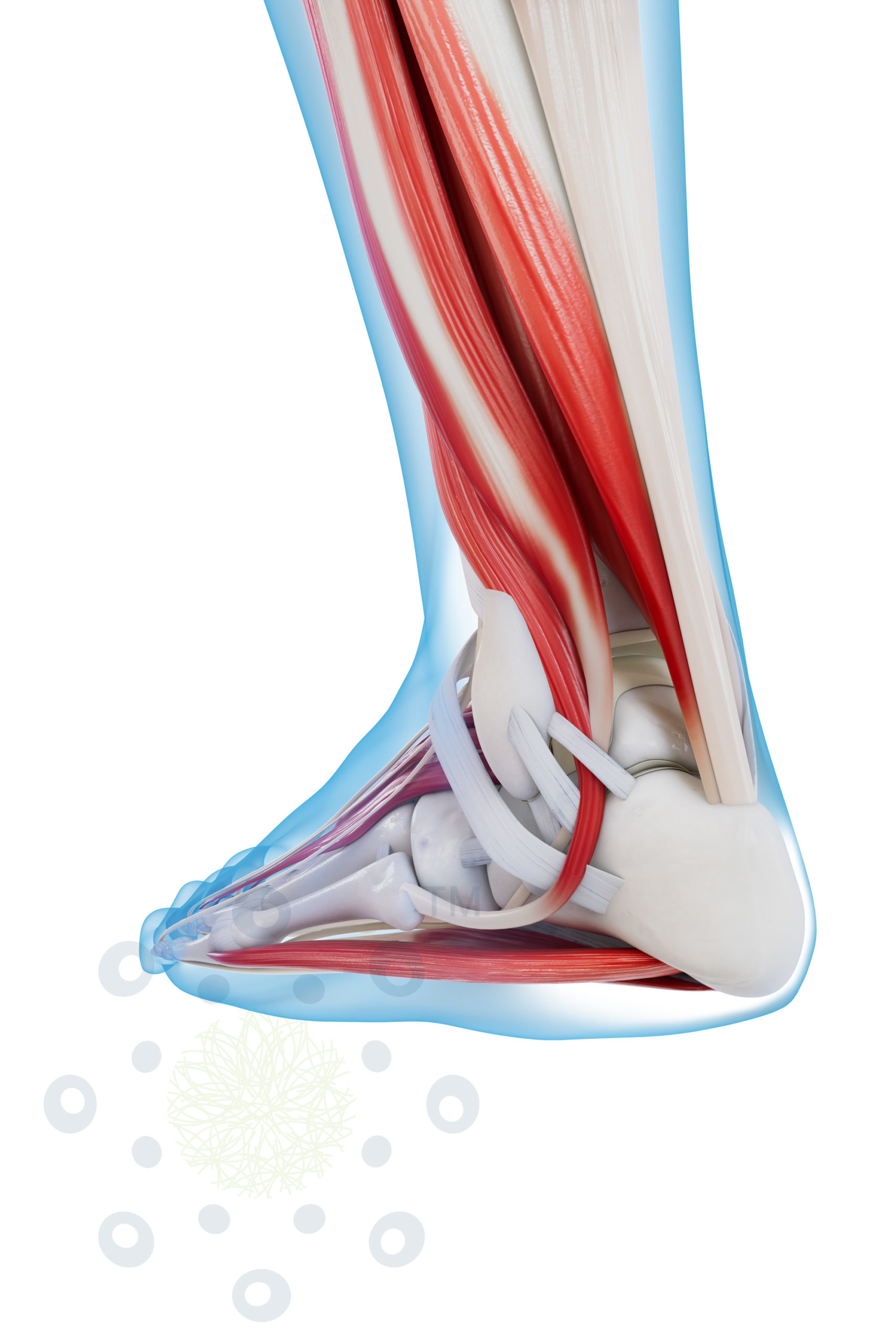 Lehrtafel Achillessehne RegenLab SA